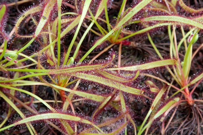 Atrapamoscas Drosera Capensis Cape Sundew Carnivor Plant