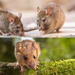 Rats vs. Mice: What’s the Difference?