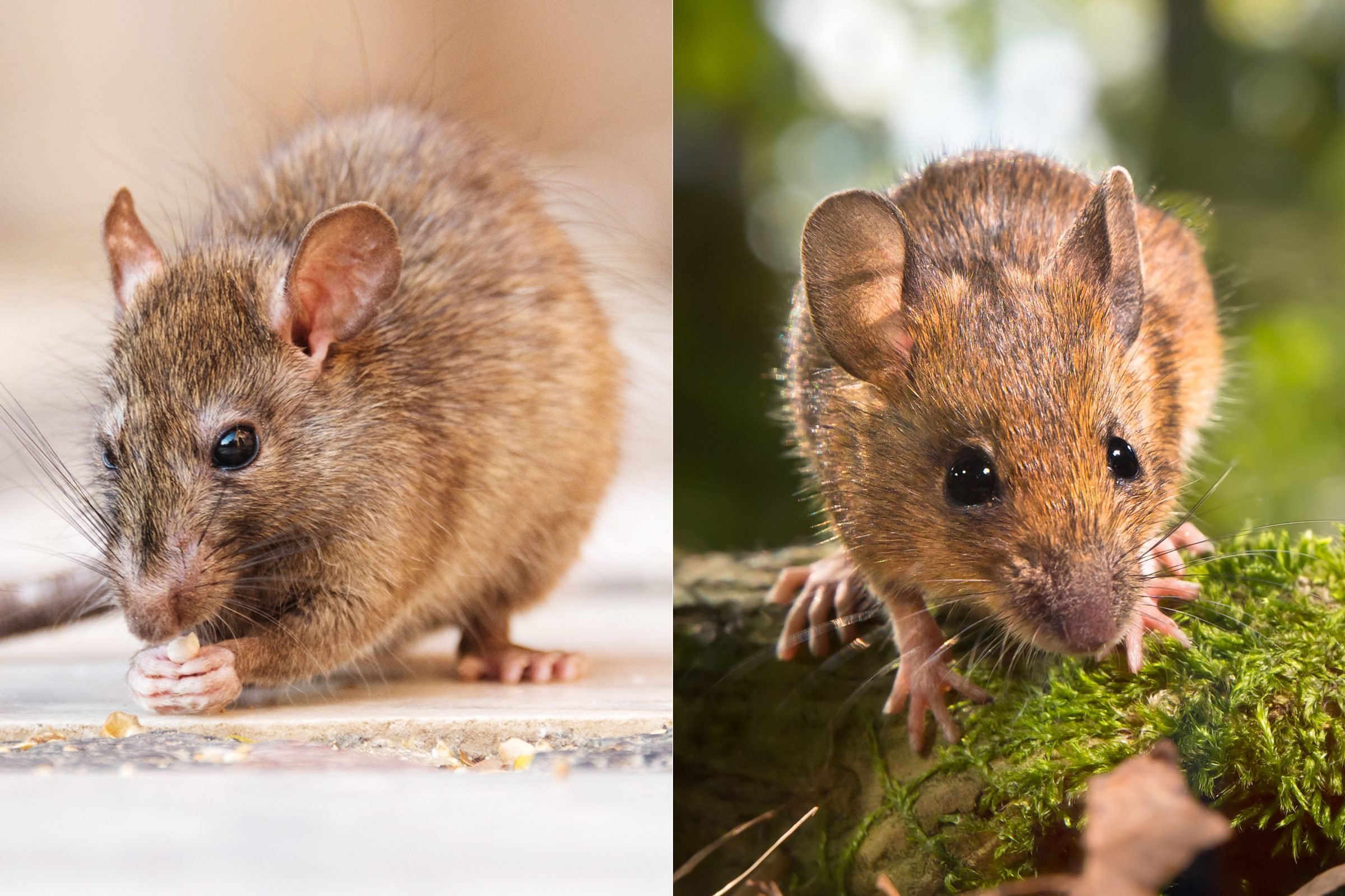 rats vs mice