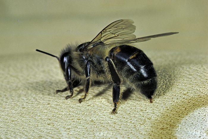 Apis mellifera (honey bee) - in the act of stinging
