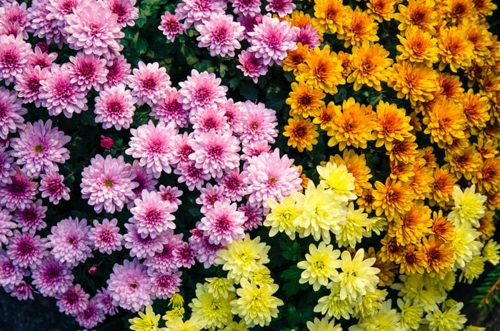 colorful chrysanthemum flower