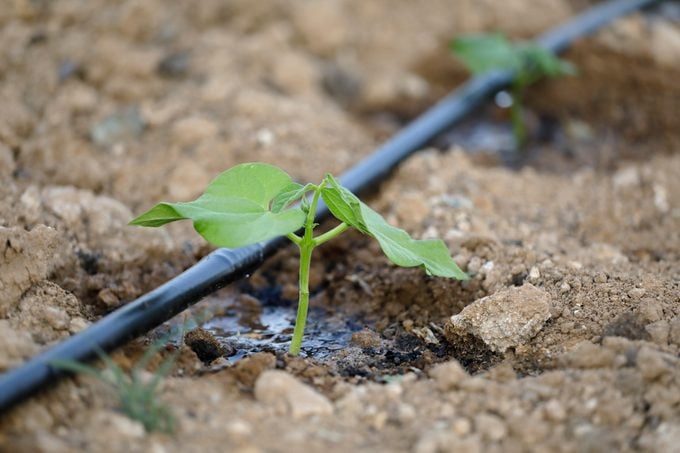 Drip irrigation system watering a small vegetable plant. in the dirt