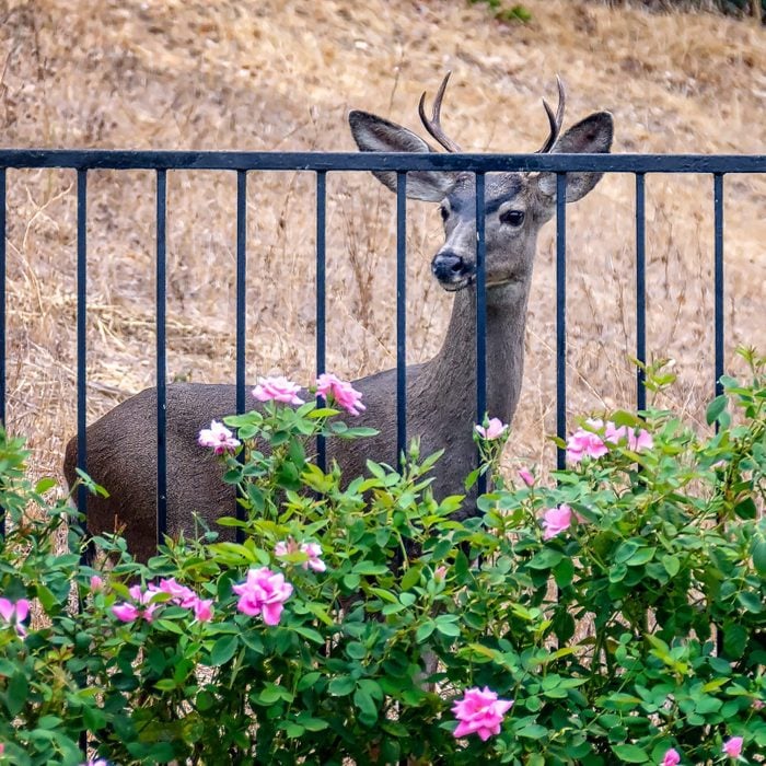 Young deer looks at roses in California backyard.