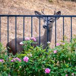 The Best Deer Fencing to Protect Your Garden