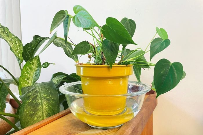 a plant in a yellow pot resting in a clear bowl with water in it