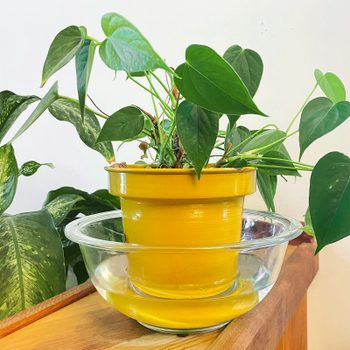 a plant in a yellow pot resting in a clear bowl with water in it