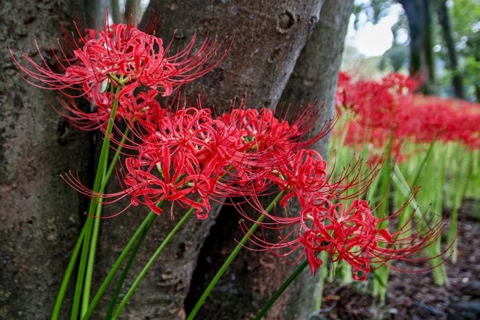 red Spider Lilies