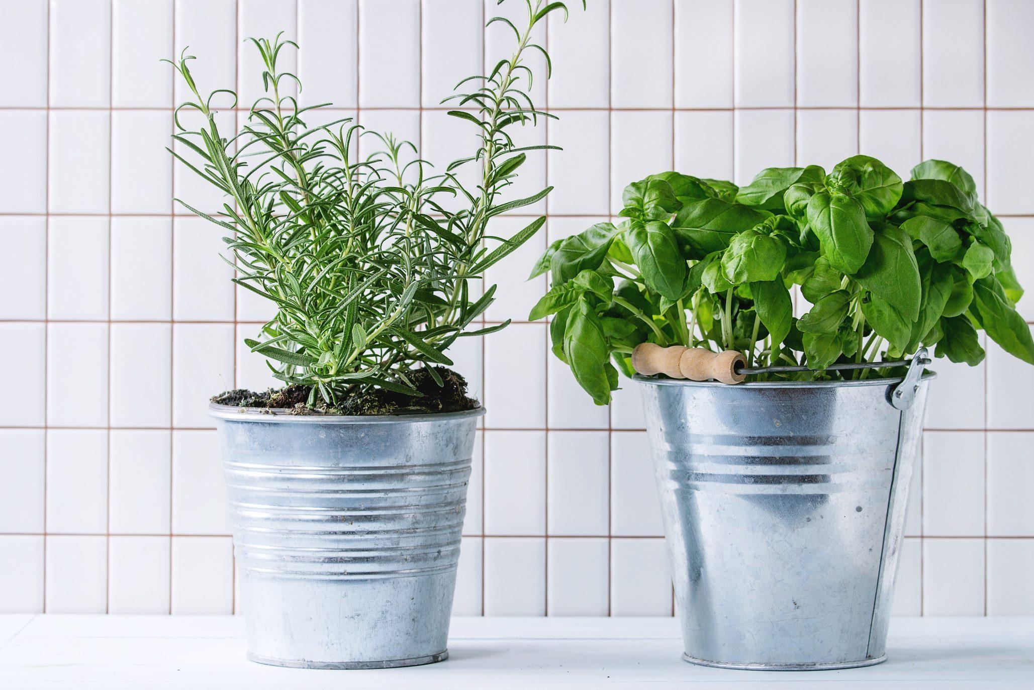 Close-Up Of Potted Plants On Table Against White Tiled Wall