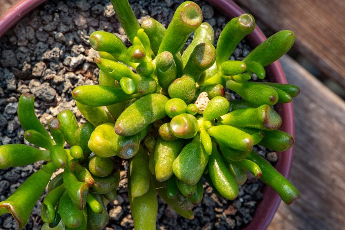 Crassula ovata 'Gollum' Succulents Plant