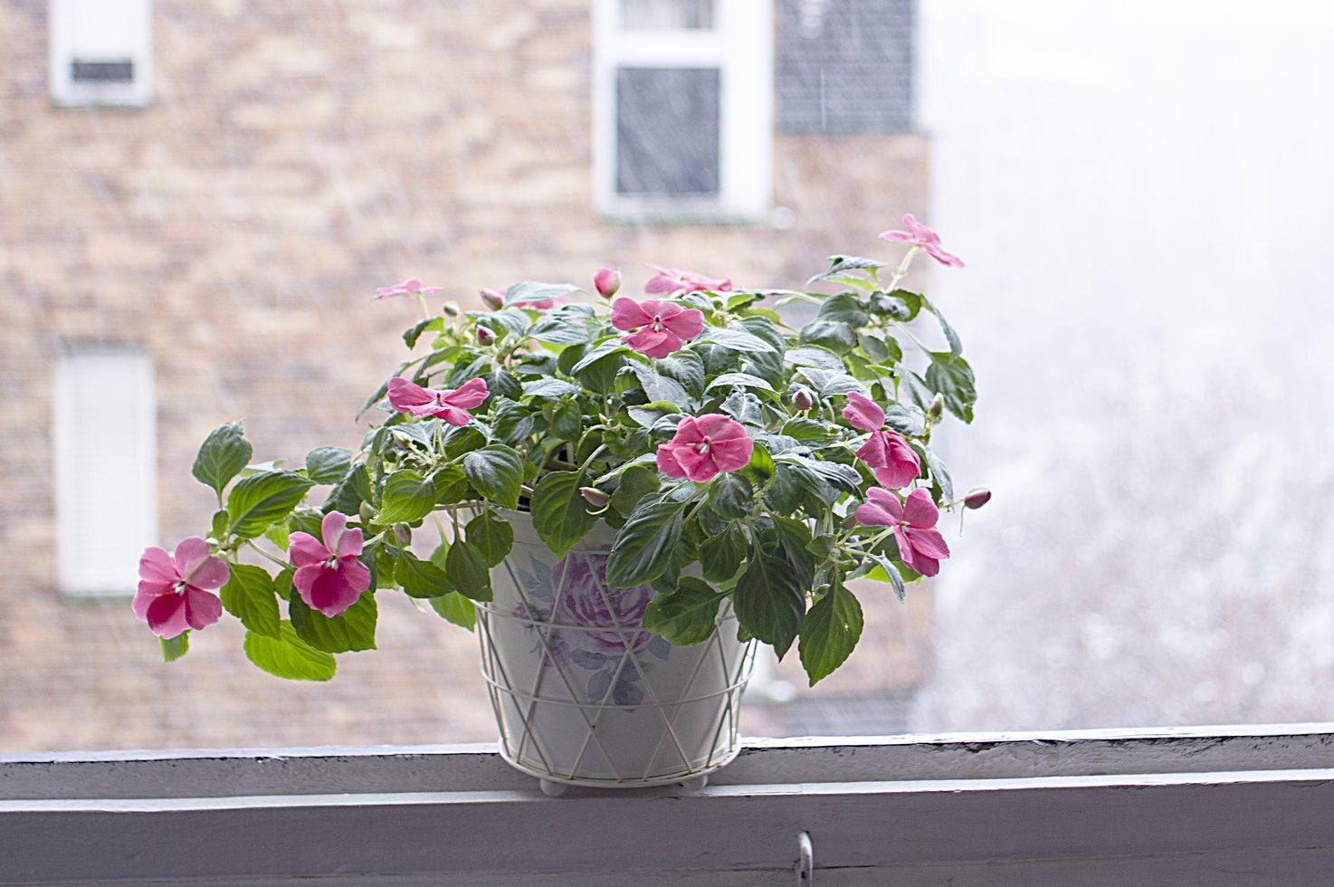 Flowerpot placed in a window frame and snowing outside