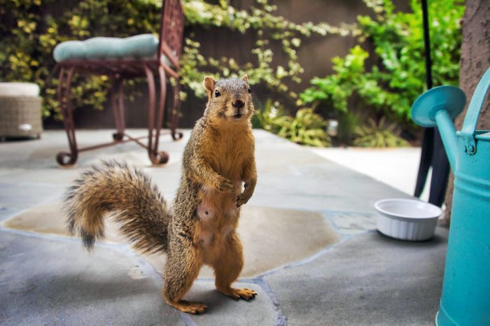 Squirrel in backyard on a patio