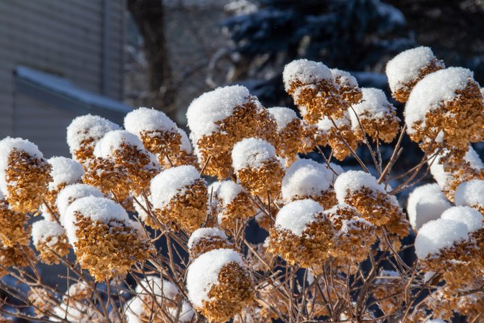 Snow covered hydrangea flowers in winter blizzard.