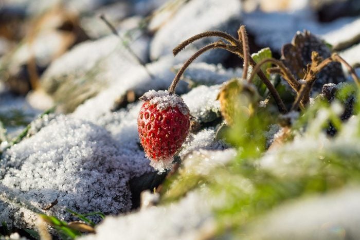 Strawberries in the snow.