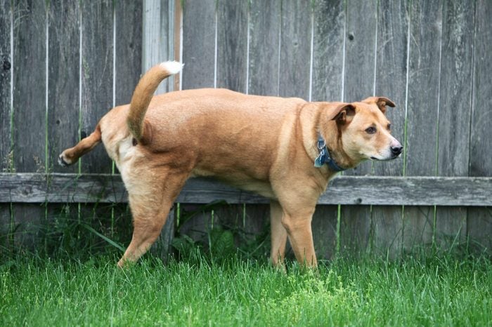 Dog peeing in backyard