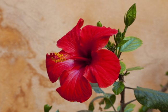 Hibiscus against a wall