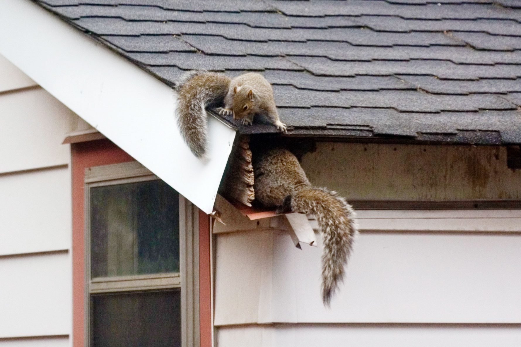 two squirrels entering the attic of a house