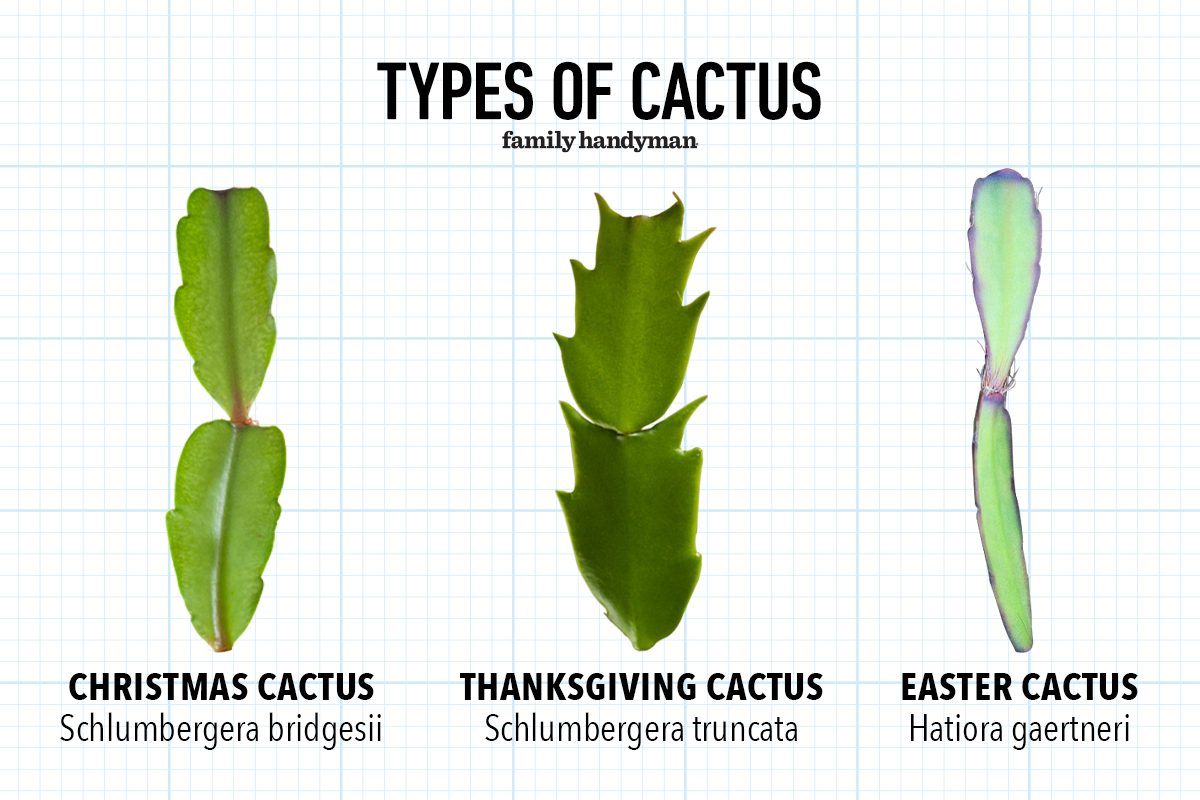 Fhm What Kind Of Christmas Cactus Is That? Graphic Gettyimages3