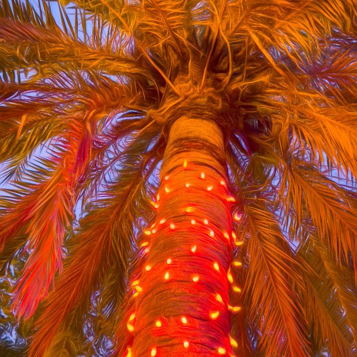 orange lights on a palm tree