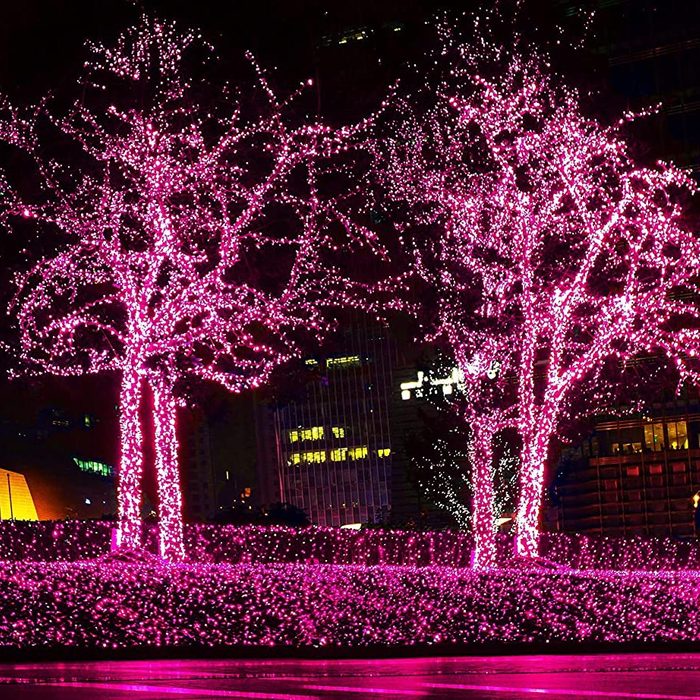 pink christmas lights on trees