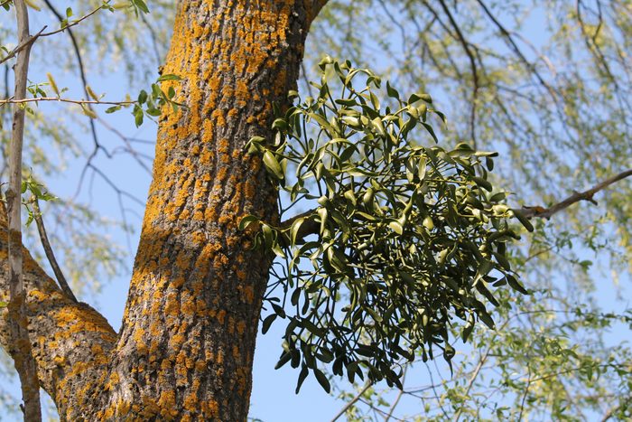 European mistletoe (Viscum album) parasitic plant growing on tree