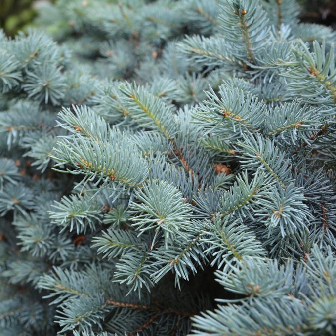 Colorado blue spruce branches close up
