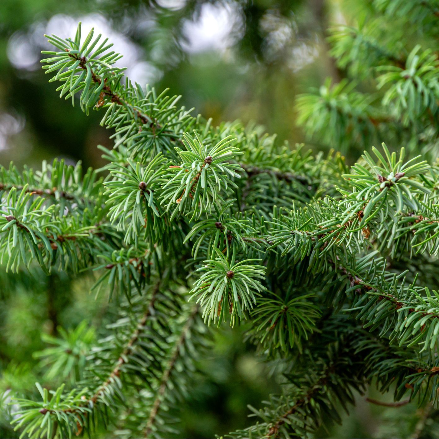Close-up beautiful Douglas fir branches