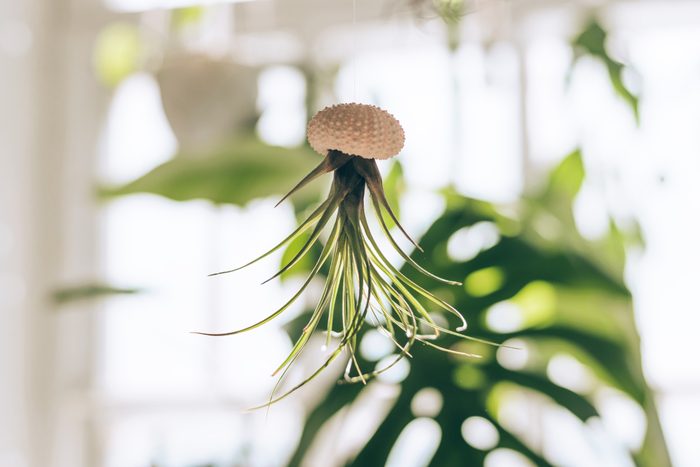 Tillandsia hanging upside down in seashell.Concept of indoor plants.Home decor.