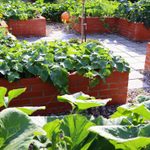 What To Know To Start a Community Garden