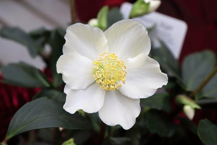 Closeup of the white petals on a Christmas Rose