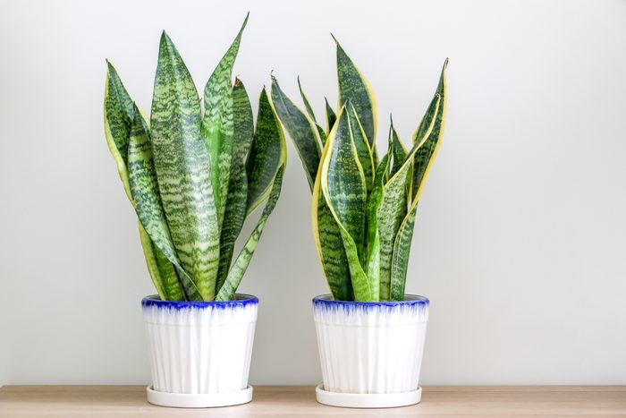 Two Sansevieria trifasciata snake plants decorating a wooden surface against wall