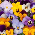 How To Grow and Care for Pansies