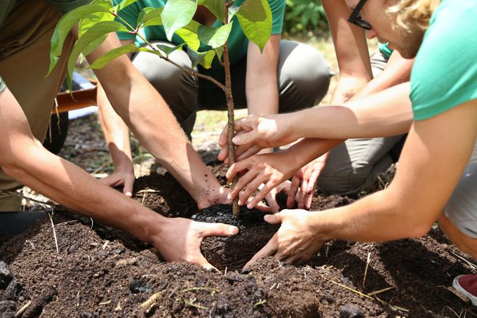 Gente plantando plántulas de árboles juntos