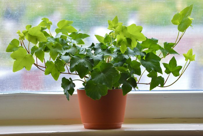 Close up of Ivy in brown flowerpot against window, New England, USA