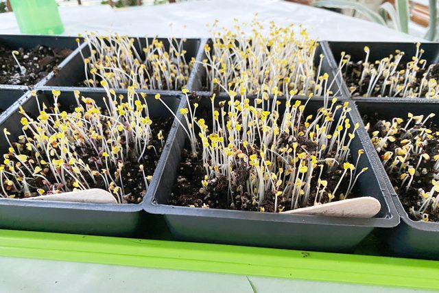 Microgreens starting to grow in a black plastic tray at home
