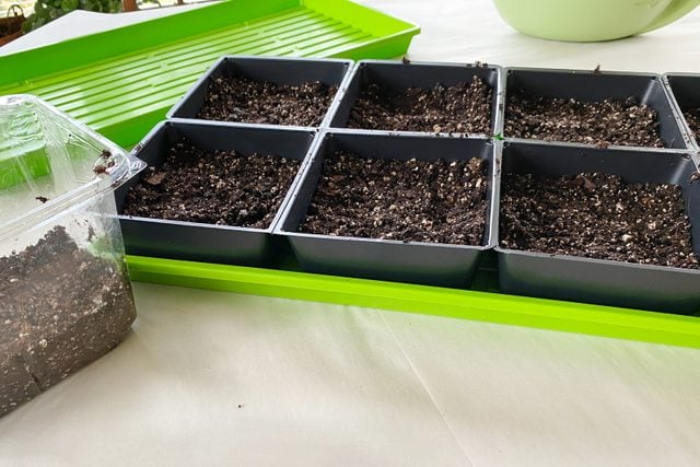 black planter tray filled with soil