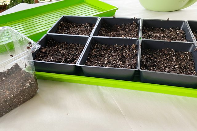 black planter tray filled with soil