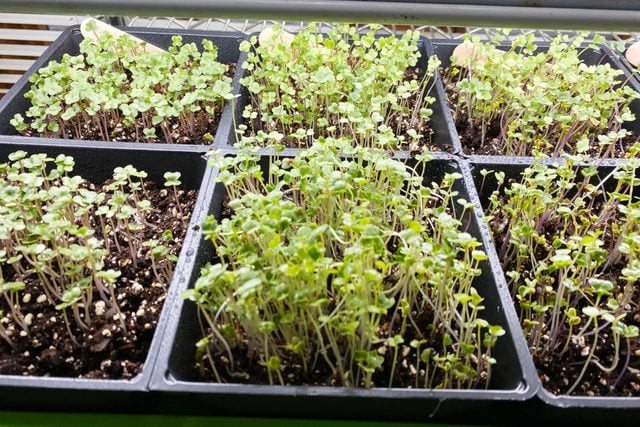 Microgreens growing in a black plastic tray at home