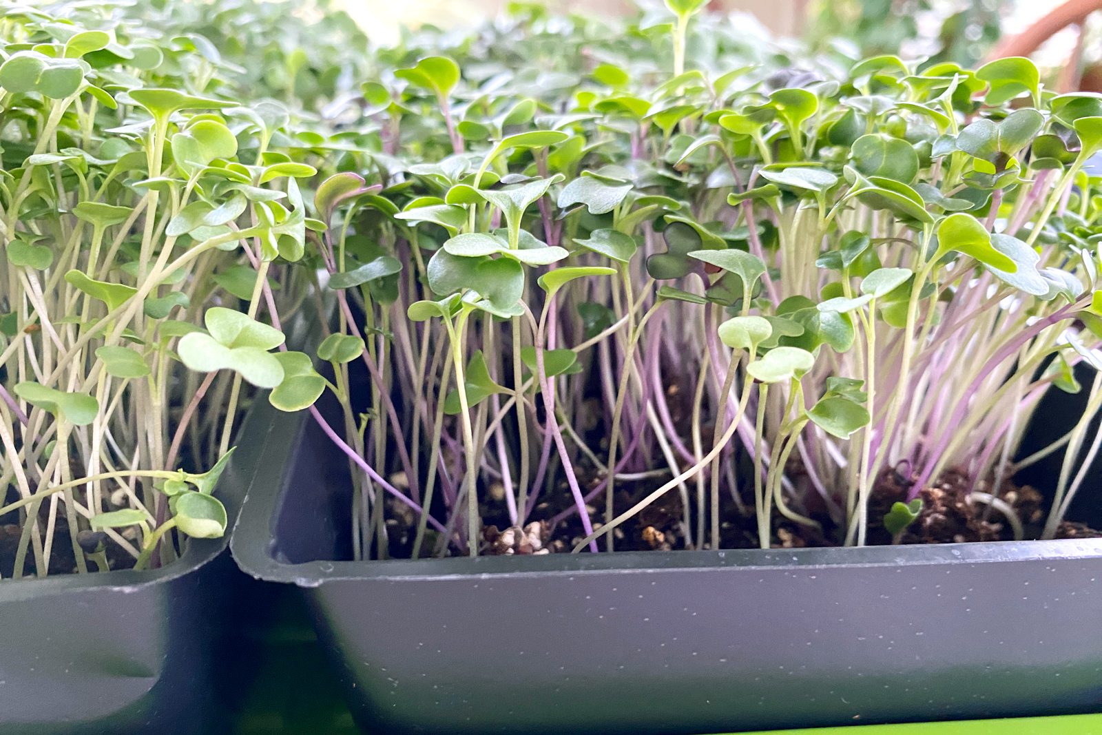 How To Grow Microgreens Indoors