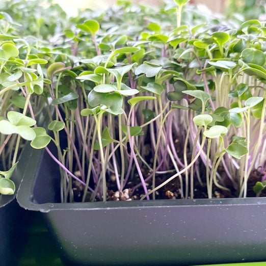 Microgreens growing in a black plastic tray at home
