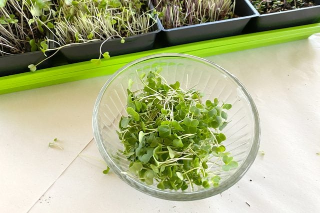 freshly cut Microgreens in small glass bowl