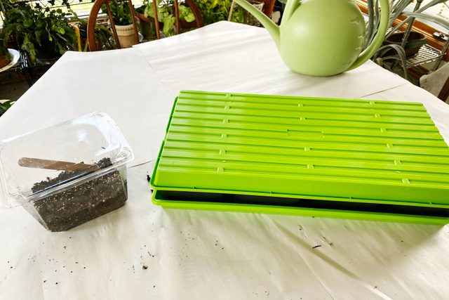 green plastic Cover covering the trays growing microgreens