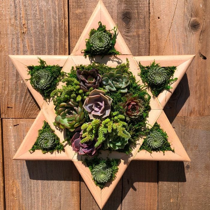 Star Of David Succulent Wall Planter, Diy, Jewish Decor Ecomm Etsy.com