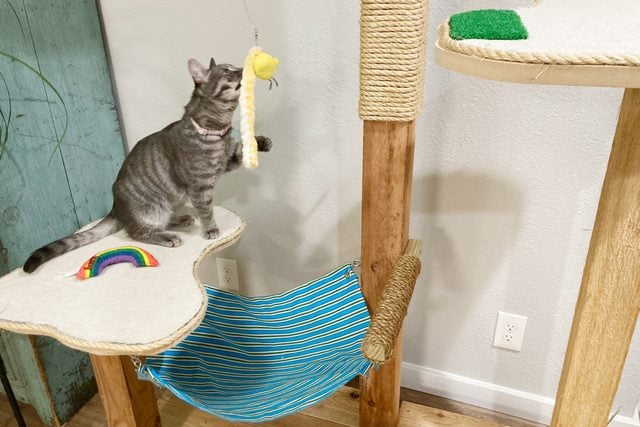 cat playing with toys on a cat tree