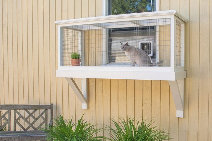 cat in a small window catio