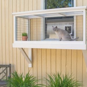 cat in a small window catio