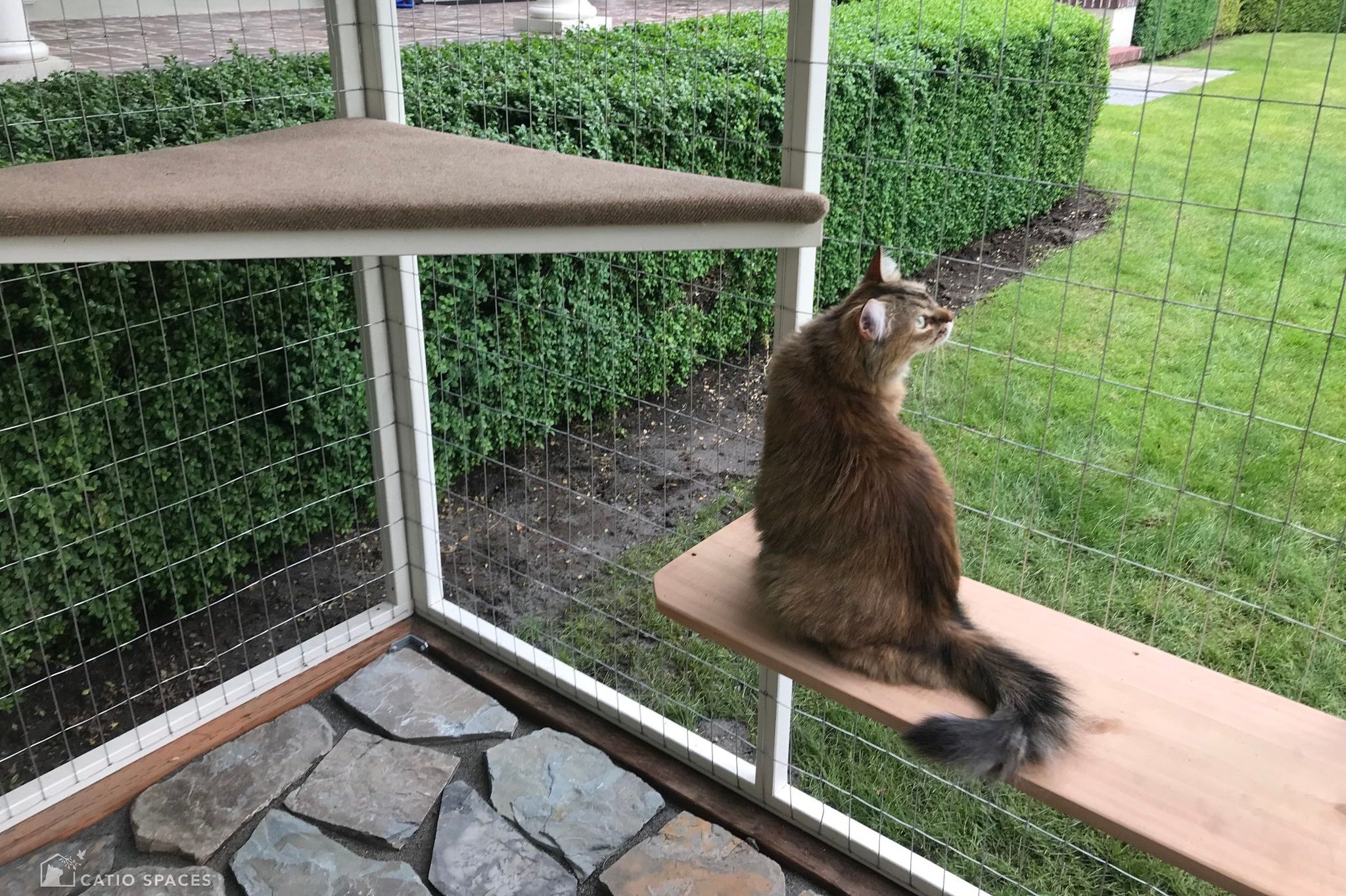 cat inside a catio looking out into a backyard