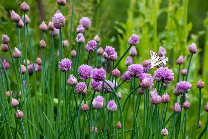 Lush flowering chives