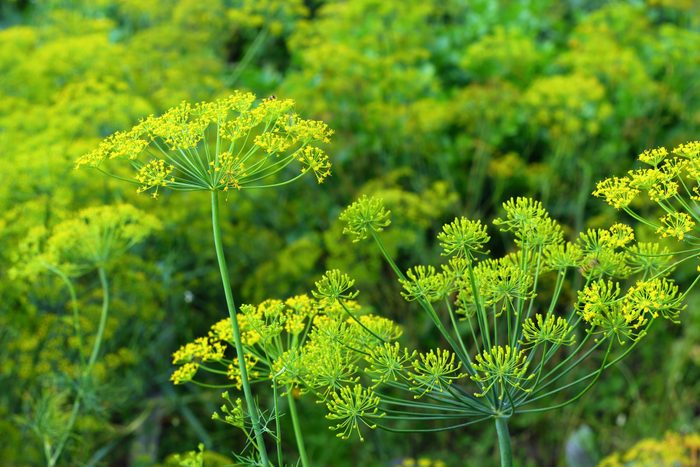 Umbrellas of green dill in the garden.