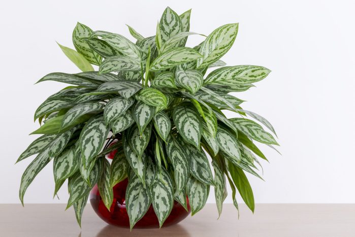 Aglaonema Maria houseplant cuttings in a red glass vase in front of a white wall, Chinese Evergreen