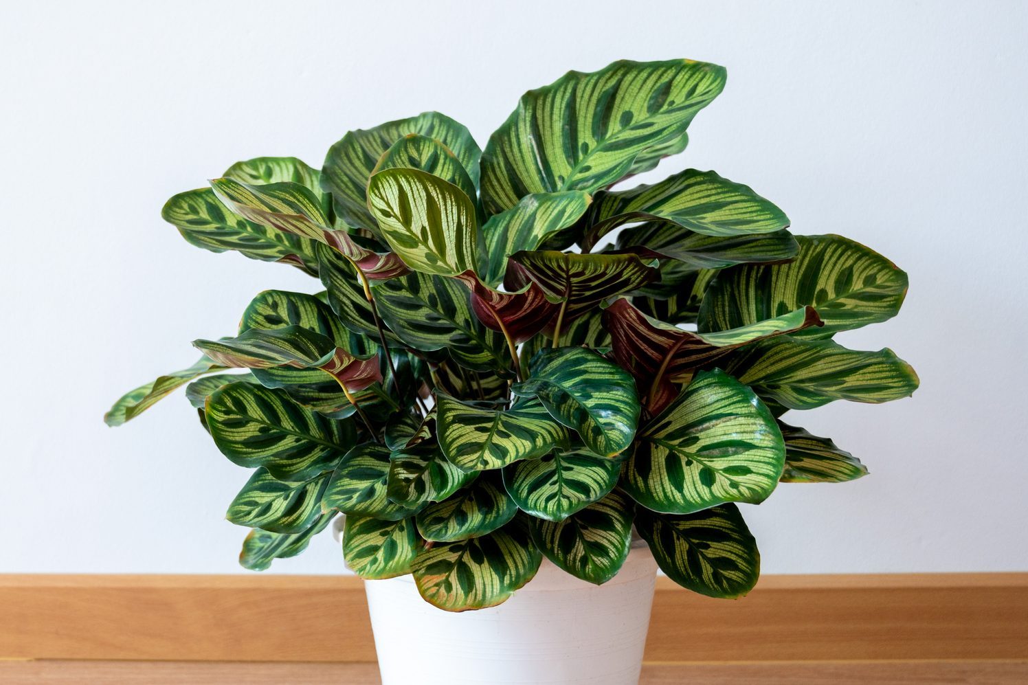Calathea makoyana The plants are in white pots in the white wall decorated room.